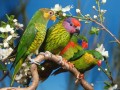 colorful parrots family birds
